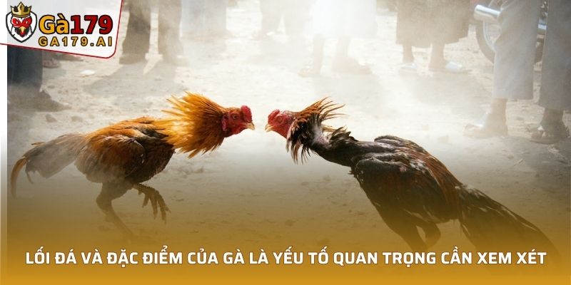 Lối đá và đặc điểm của gà là yếu tố quan trọng cần xem xét