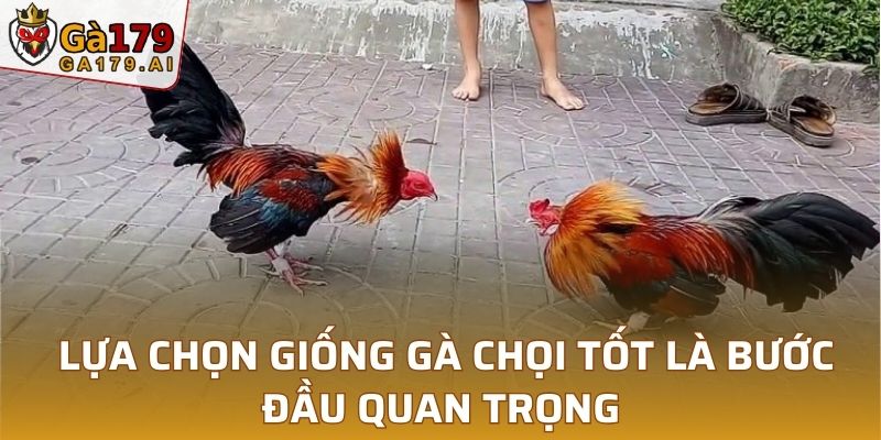 Lựa chọn giống gà chọi tốt là bước đầu quan trọng