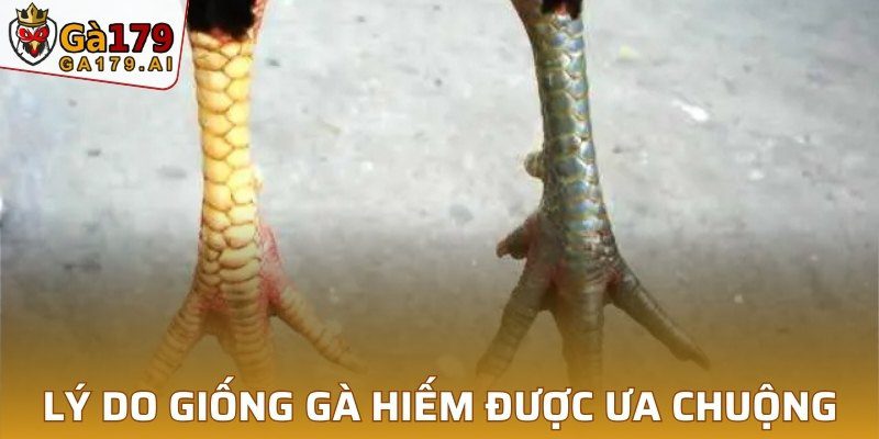 Lý do giống gà hiếm được ưa chuộng