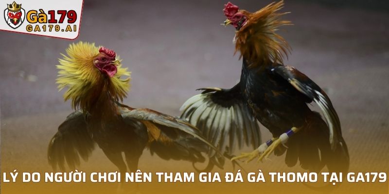 Lý do người chơi nên tham gia đá gà Thomo tại GA179