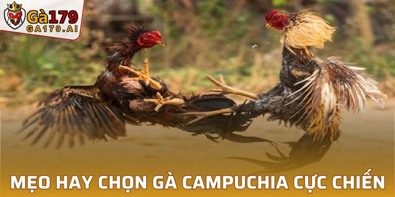 Mẹo hay giúp kê thủ chinh phục các trận chiến chọi kê đỉnh cao