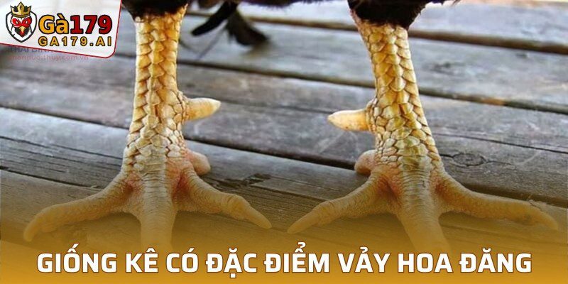 Những giống kê có đặc điểm vảy hoa đăng