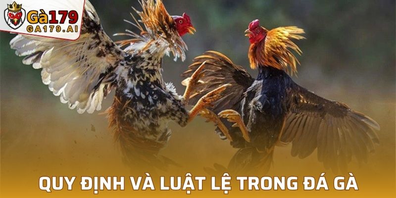 Quy định và luật lệ cơ bản trong đá gà tại GA179