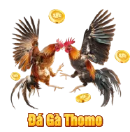 Sảnh Đá Gà Thomo