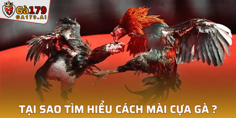 Tại sao tìm hiểu cách mài cựa gà?