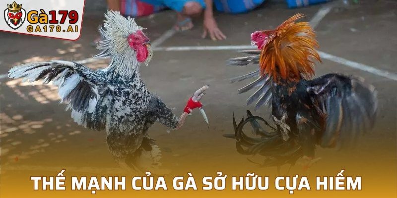 Thế mạnh của gà sở hữu cựa hiếm