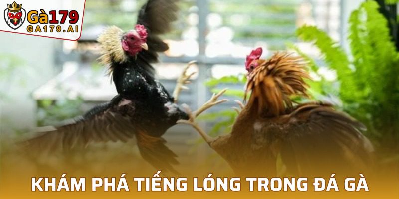 Thuật ngữ thông dụng trong các trường đấu gà