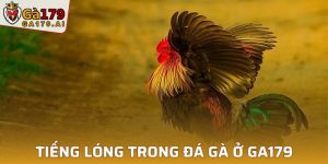 Tiếng Lóng Trong Đá Gà