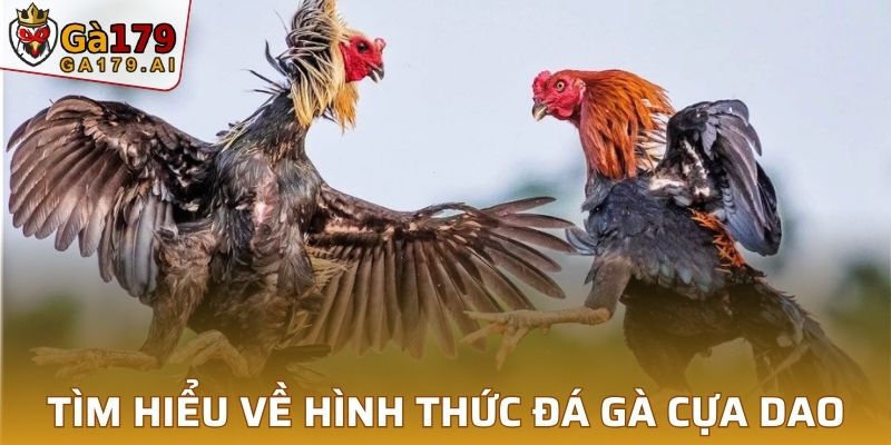 Tìm hiểu về hình thức đá gà cựa dao GA179