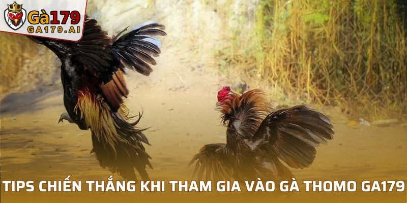 Tips chiến thắng khi tham gia vào gà Thomo GA179