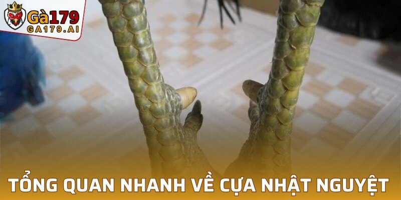 Tổng quan nhanh về cựa nhật nguyệt