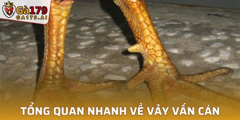 Tổng quan nhanh về vảy vấn cán