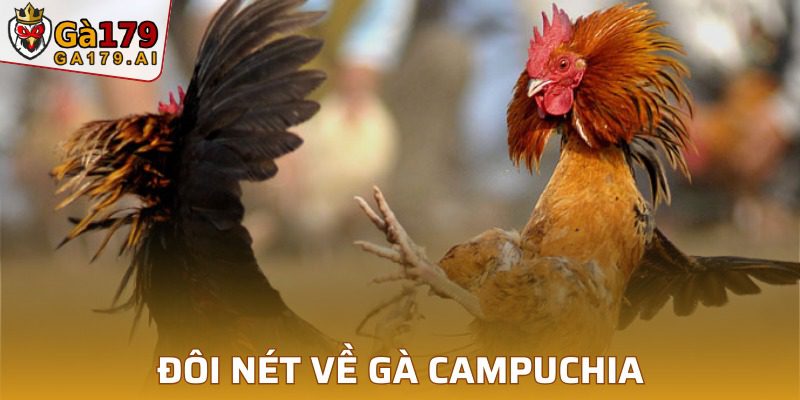 Tổng quan về đá gà Campuchia