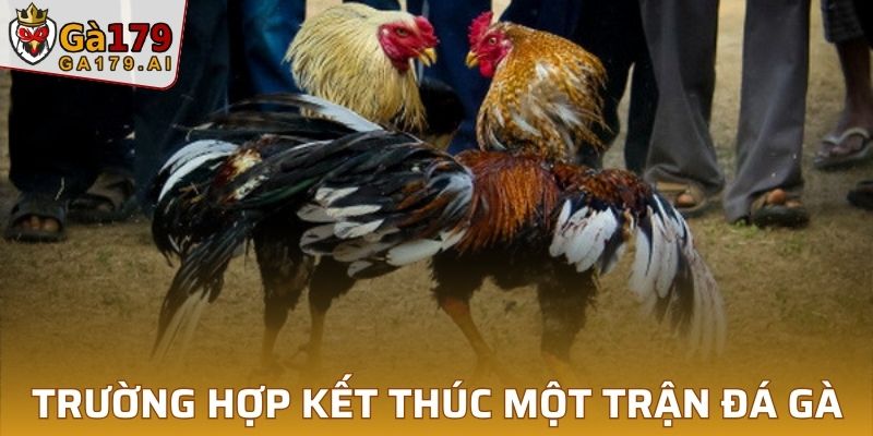 Trường hợp kết thúc một trận đá gà cựa dao?