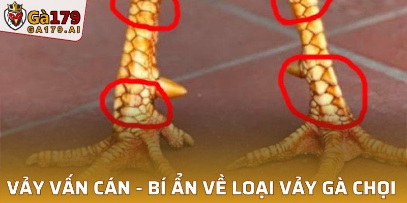 Vảy Vấn Cán