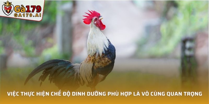 Việc thực hiện chế độ dinh dưỡng phù hợp là vô cùng quan trọng