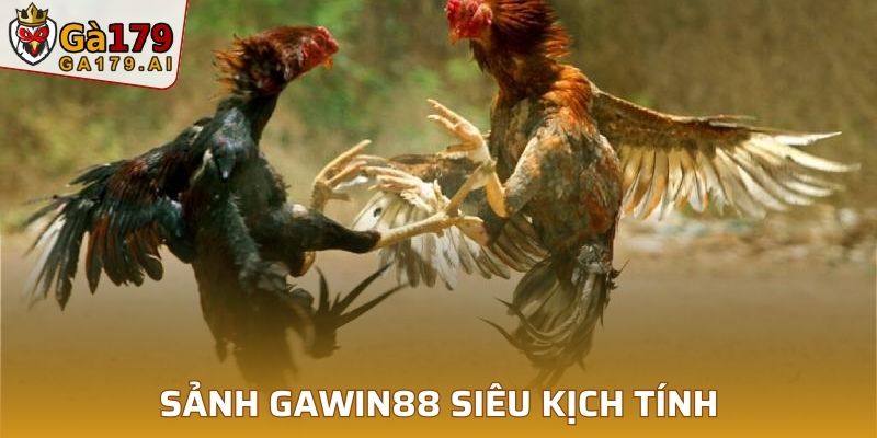 Xem ngay đá gà kịch tính tại sảnh GAWIN88